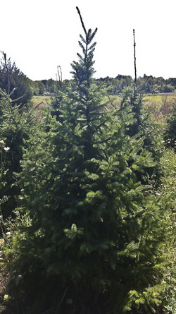 serbianspruce hillside christmas tree farm serbianspruce hillside christmas tree farm