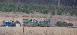 Hillside Christmas Tree Farm